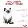 royal-canin-kitten-kuru-mama-6