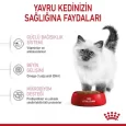 royal-canin-kitten-kuru-mama-7