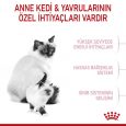 royal-canin-babycat-kuru-mama-8