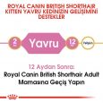 royal-canin-british-shorthair-kitten-yavru-kedi-mamas-4